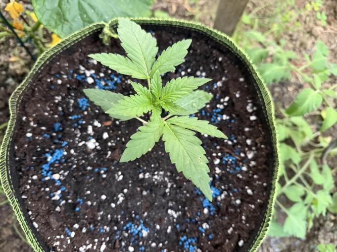 Auto Orange Bud. Week 1