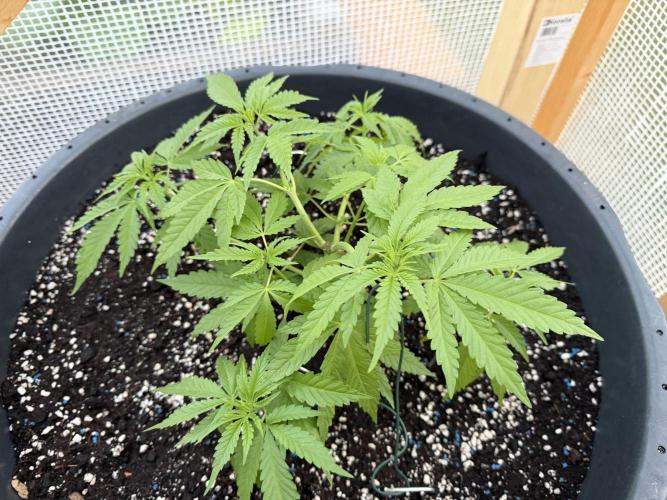 Outdoor 2026. Week 5