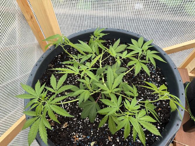 Outdoor 2026. Week 5