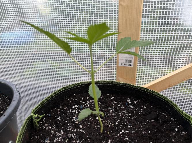 Autoflower Outdoor 2026. Week 2