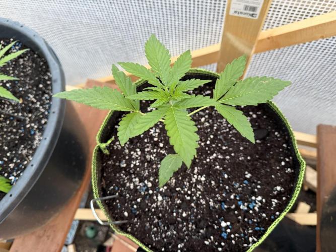 Auto Orange Bud. Week 2