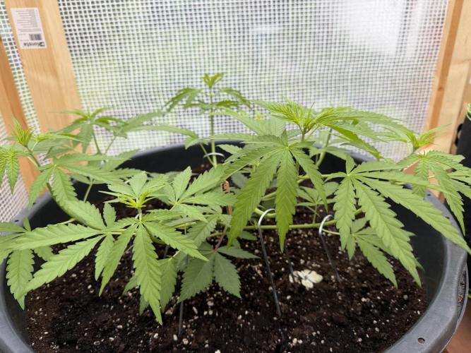 Outdoor 2026. Week 5