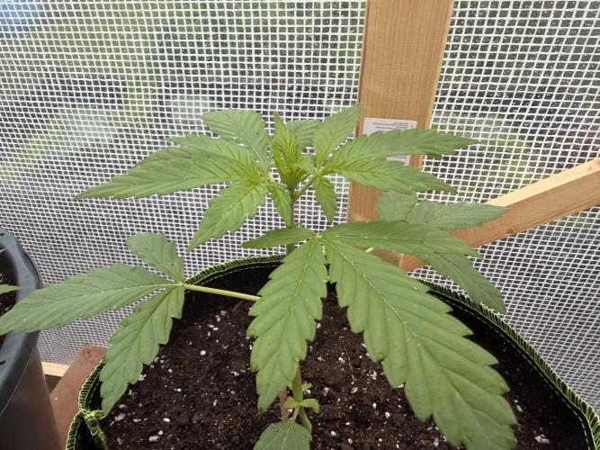 Autoflower Outdoor 2026. Week 2