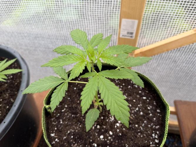 Autoflower Outdoor 2026. Week 2