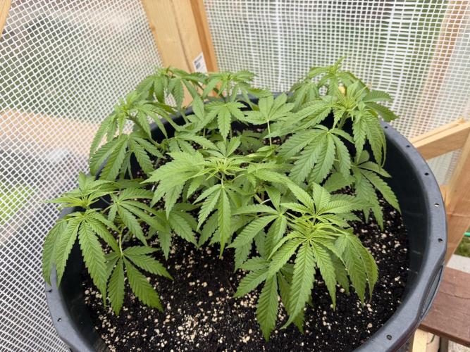Outdoor 2026. Week 6
