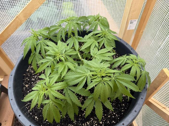 Outdoor 2026. Week 6
