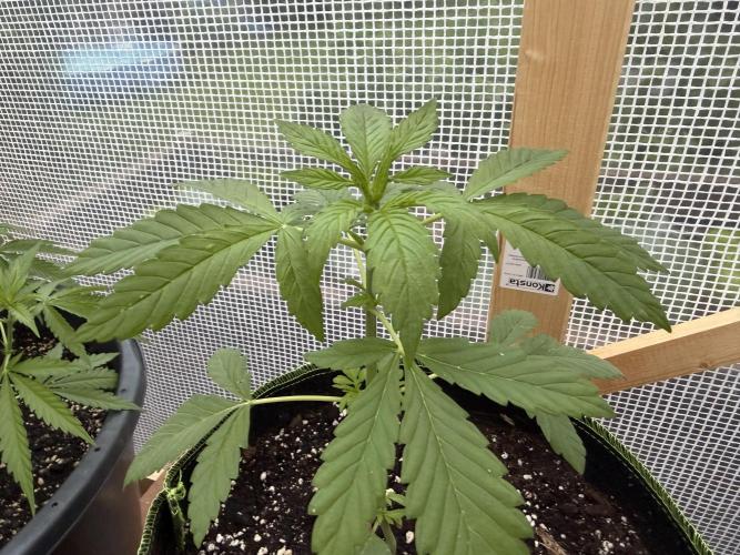 Autoflower Outdoor 2026. Week 3