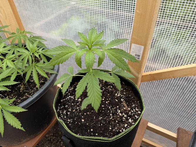 Autoflower Outdoor 2026. Week 3