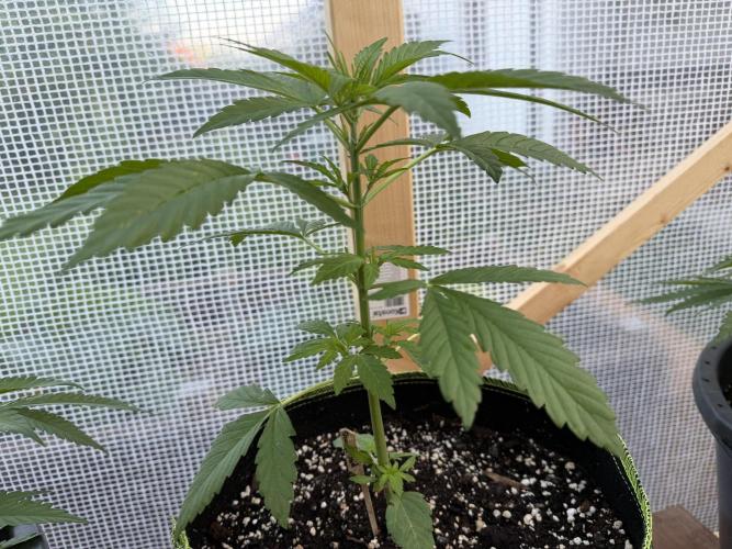 Autoflower Outdoor 2026. Week 3