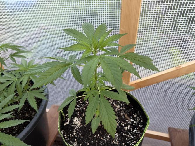 Autoflower Outdoor 2026. Week 3
