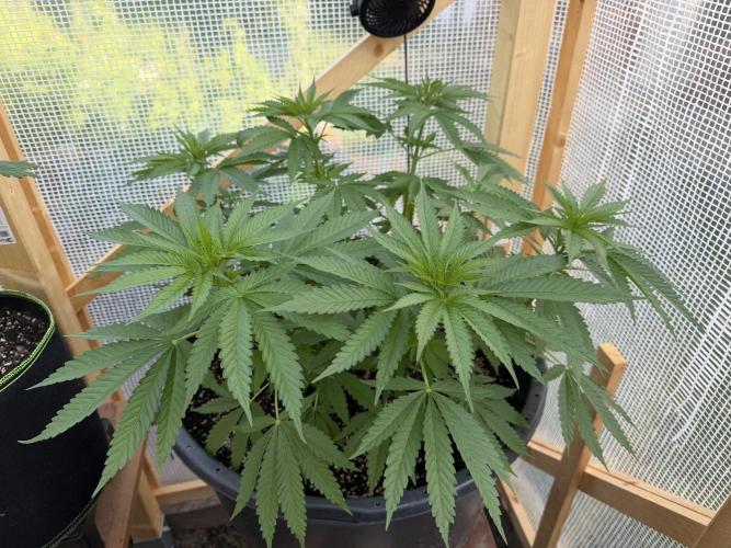 Outdoor 2026. Week 6