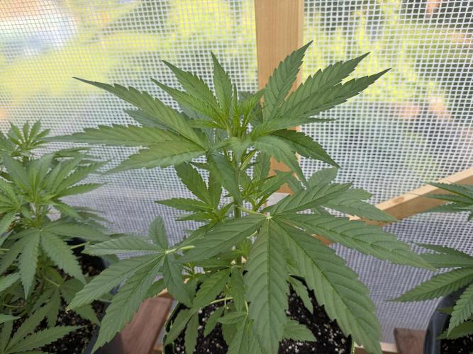 Autoflower Outdoor 2026. Week 3