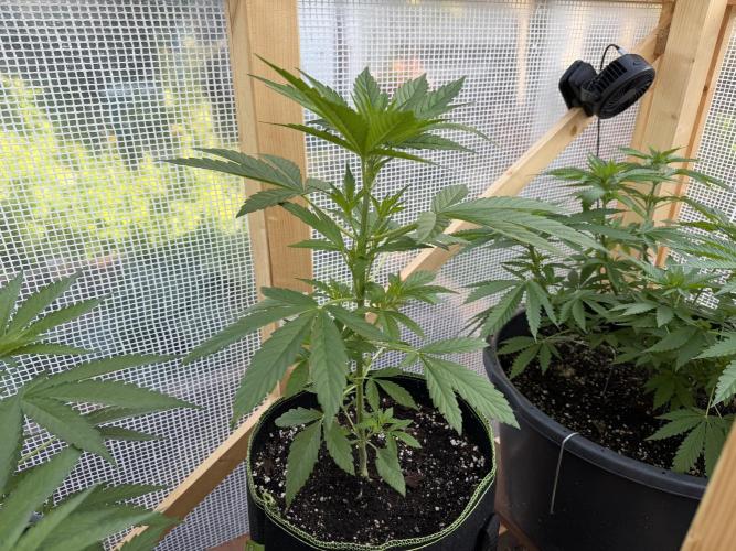 Autoflower Outdoor 2026. Week 3