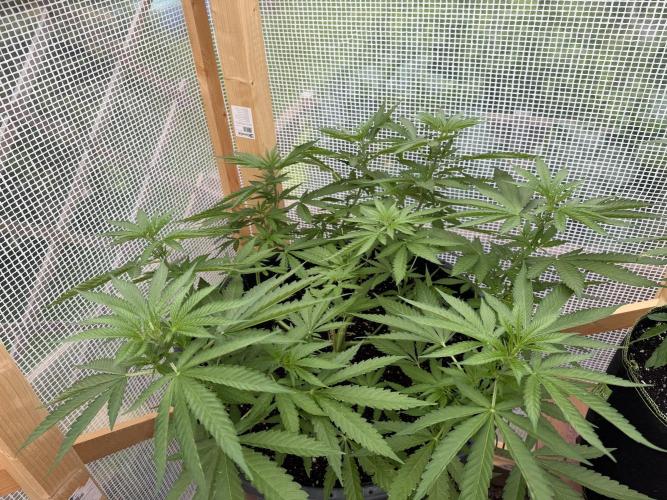 Outdoor 2026. Week 7