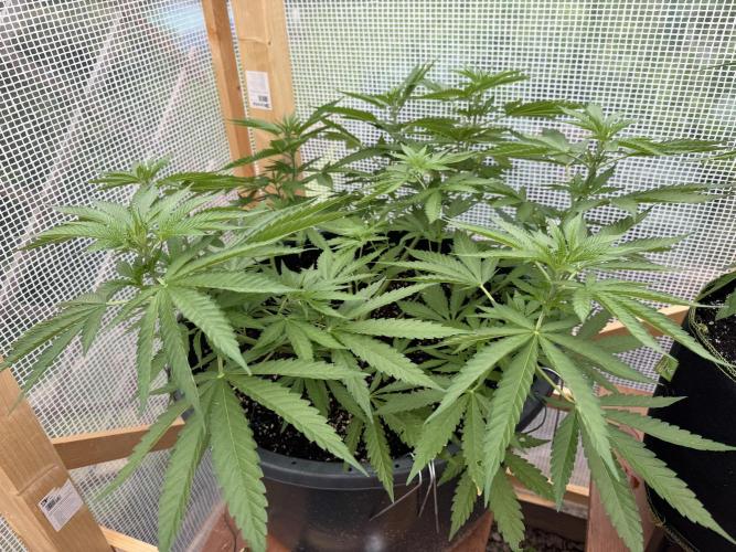 Outdoor 2026. Week 7