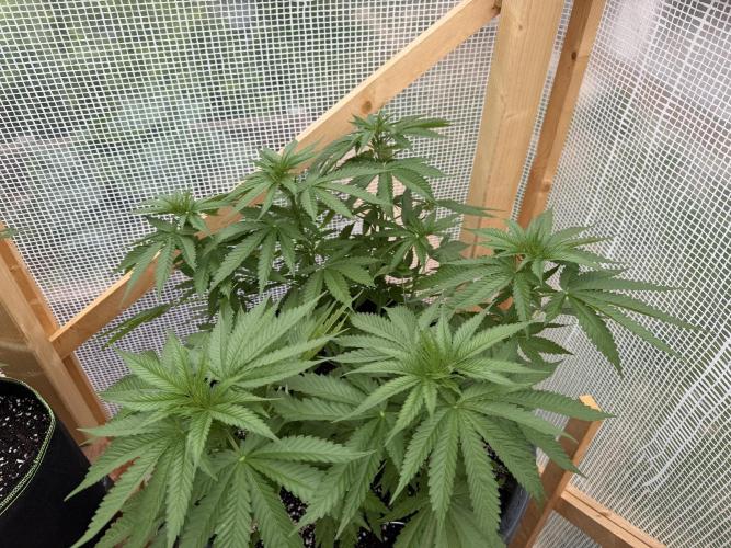 Outdoor 2026. Week 7