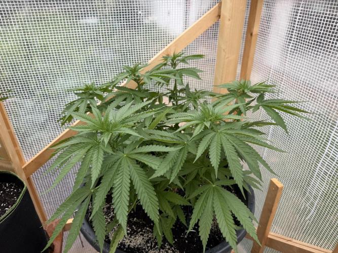 Outdoor 2026. Week 7