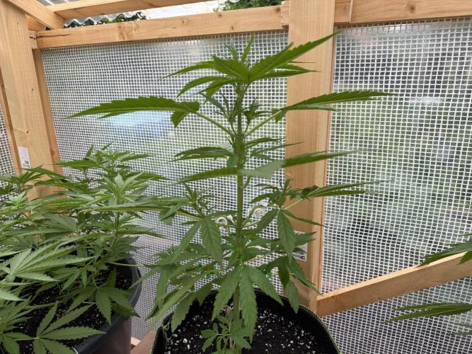Autoflower Outdoor 2026. Week 4