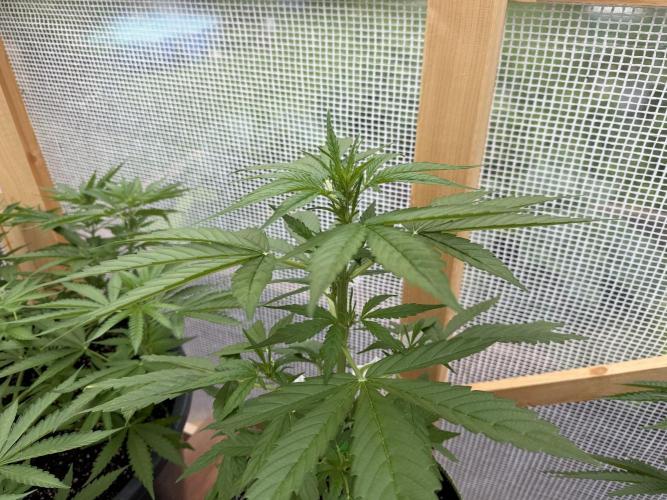 Autoflower Outdoor 2026. Week 4