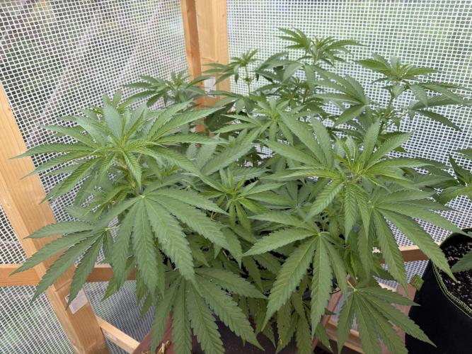 Outdoor 2026. Week 7