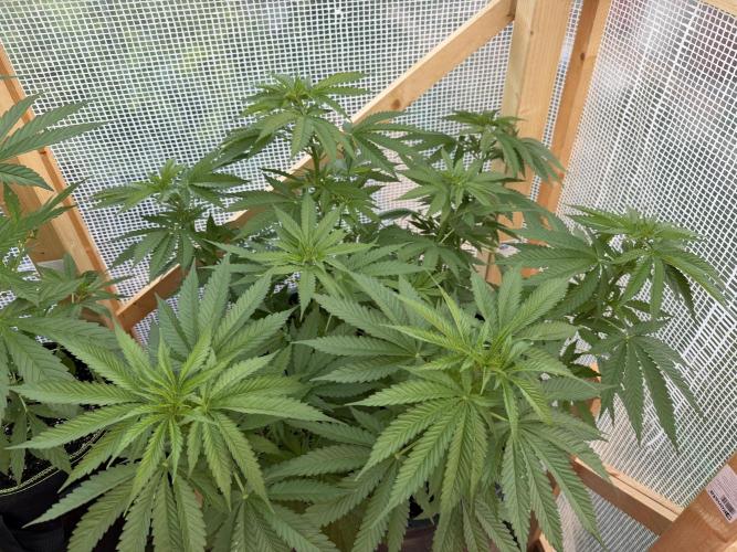 Outdoor 2026. Week 7