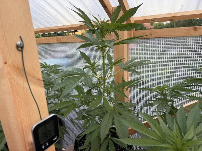 Autoflower Outdoor 2026. Week 4