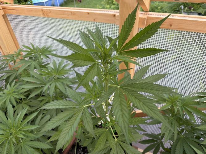 Autoflower Outdoor 2026. Week 4