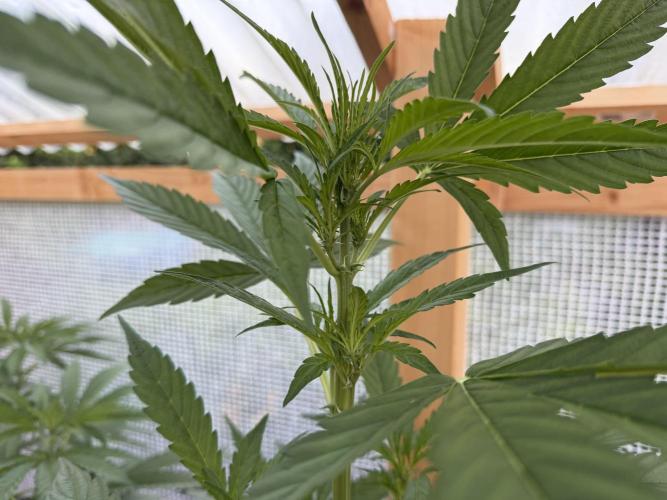 Autoflower Outdoor 2026. Week 4