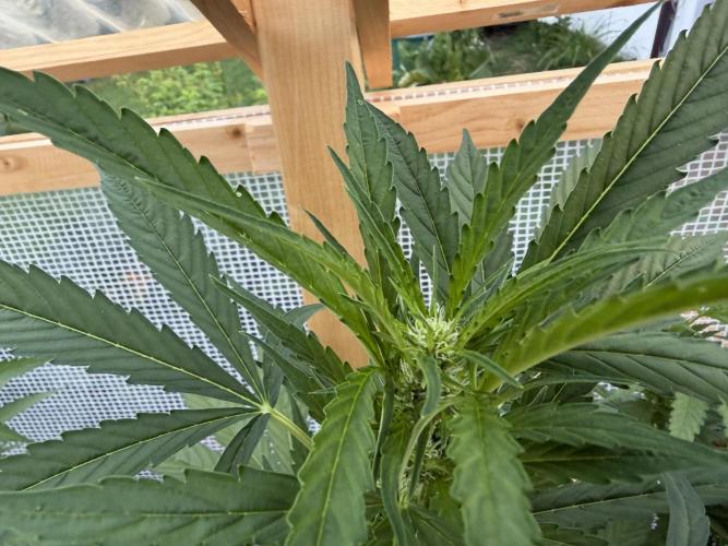 Autoflower Outdoor 2026. Week 5