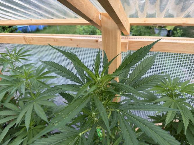 Autoflower Outdoor 2026. Week 5