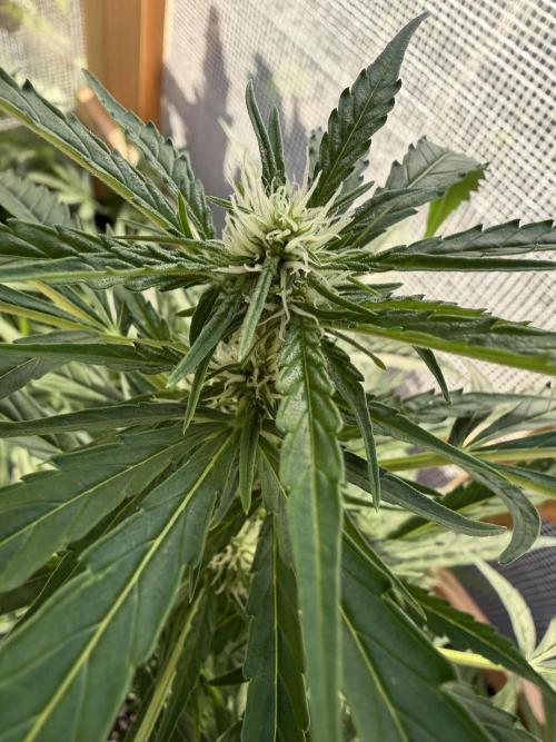 Autoflower Outdoor 2026. Week 5