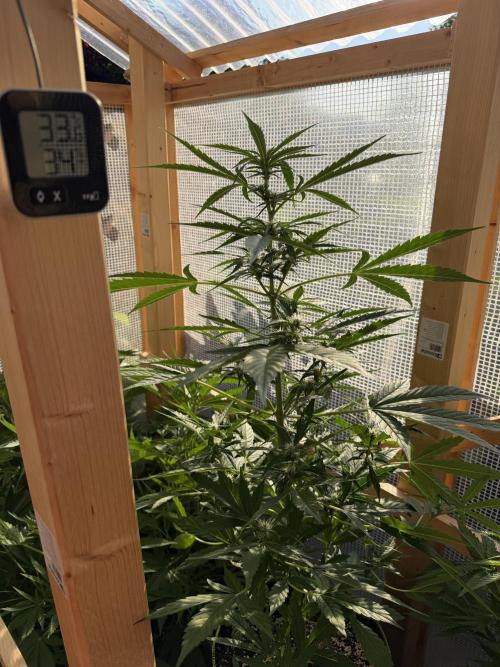 Auto Orange Bud. Week 5