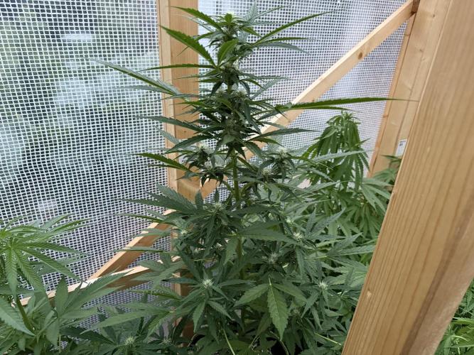Auto Orange Bud. Week 6