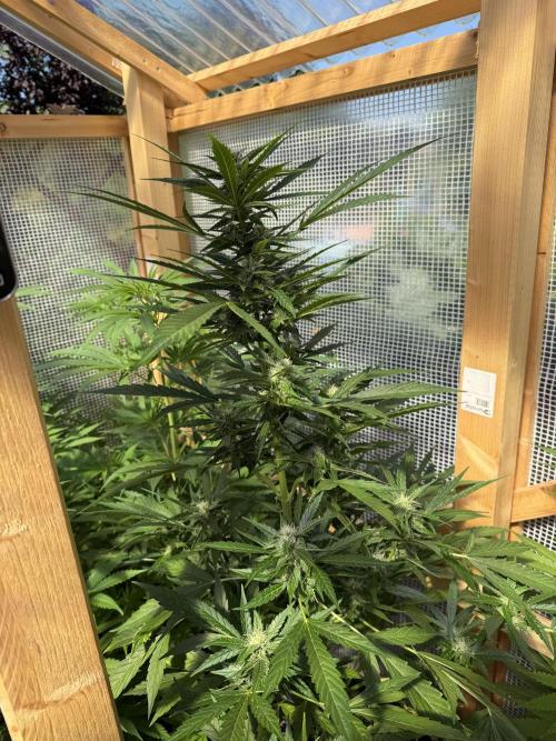 Autoflower Outdoor 2026. Week 6