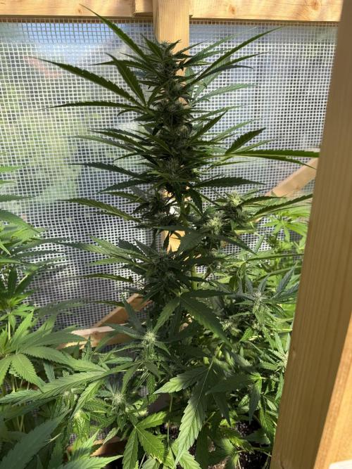 Auto Orange Bud. Week 6