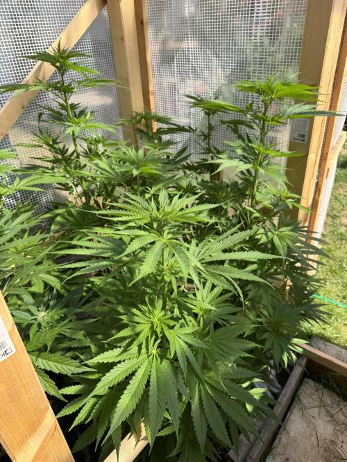 Outdoor 2026. Week 9