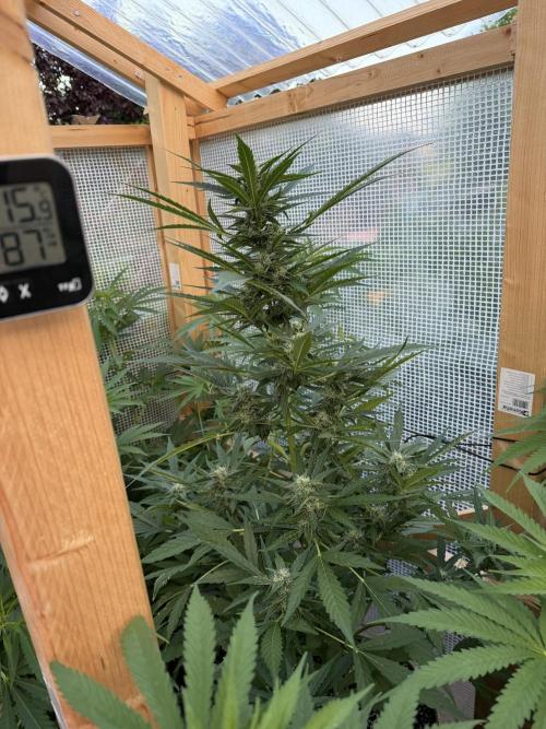 Autoflower Outdoor 2026. Week 7