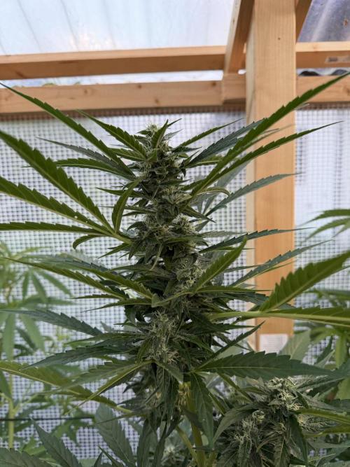 Autoflower Outdoor 2026. Week 7