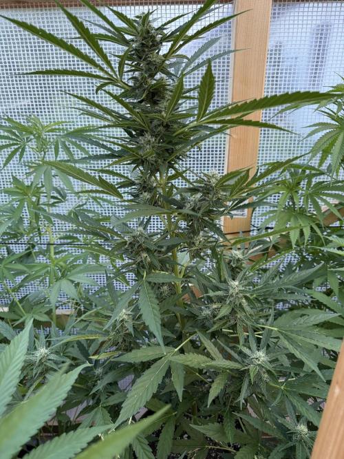 Autoflower Outdoor 2026. Week 7