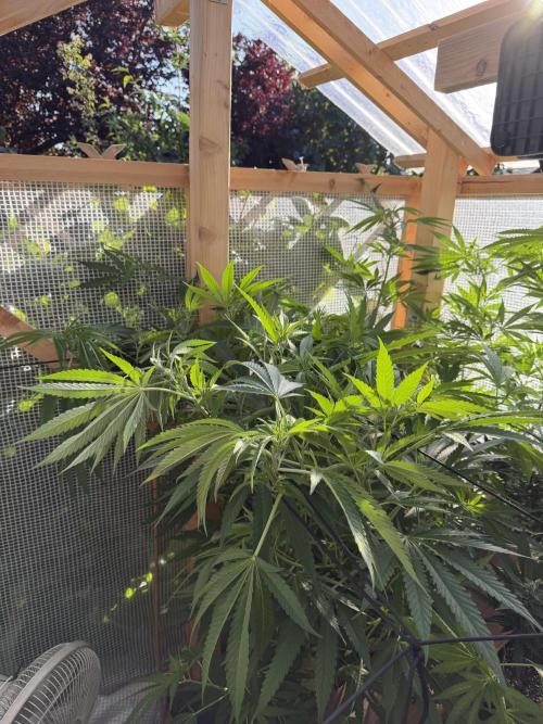 Outdoor 2026. Week 11