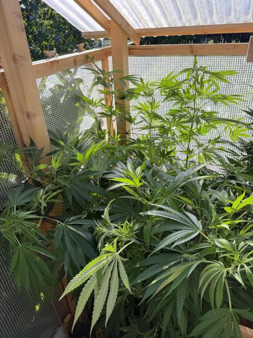 Outdoor 2026. Week 11
