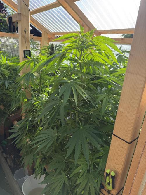 Outdoor 2026. Week 11