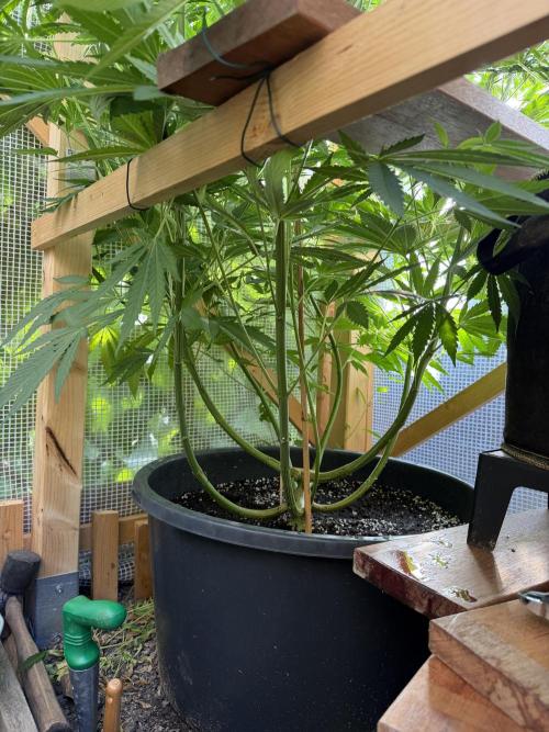 Outdoor 2026. Week 11