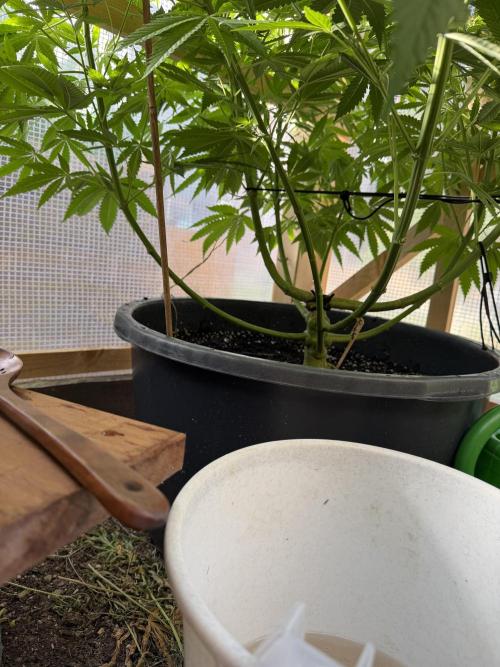 Outdoor 2026. Week 11
