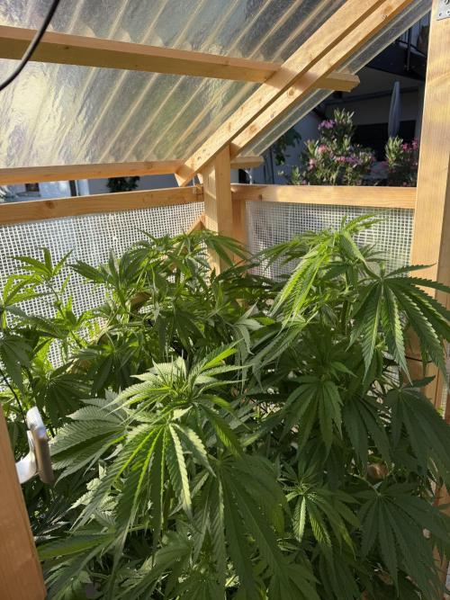 Outdoor 2026. Week 11