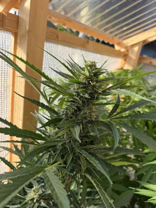 Autoflower Outdoor 2026. Week 8
