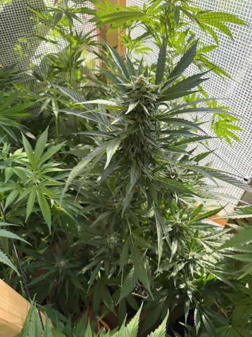 Autoflower Outdoor 2026. Week 8