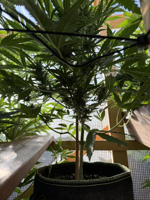 Autoflower Outdoor 2026. Week 8