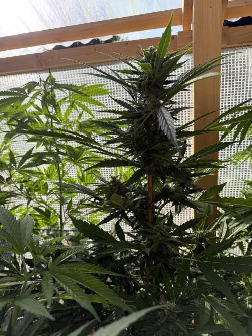 Autoflower Outdoor 2026. Week 8