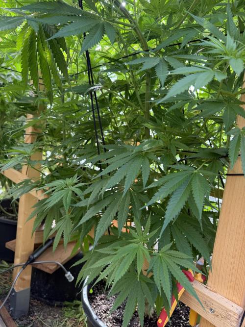 Outdoor 2026. Week 12